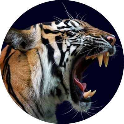 tigre